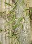 Tinonee-orchids-II 022